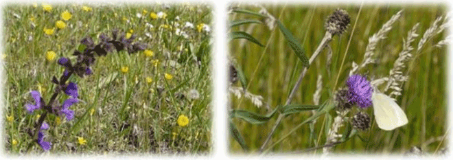 biodiversità